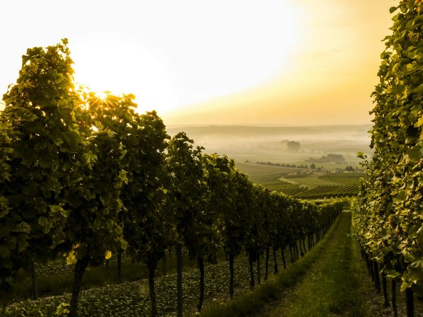 What Are the Most Effective Organic Pest Control Methods for UK Vineyards?